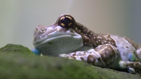 Amazon-Milk-frog--big-yellow-eyes,-close-up