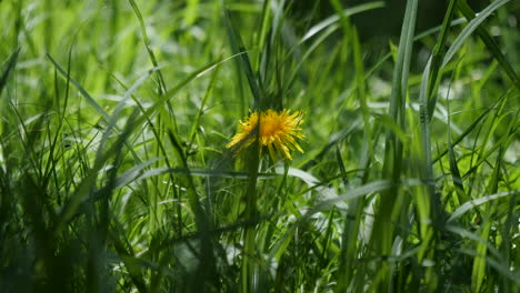Yellow-flower-nestled-in-grass-pan