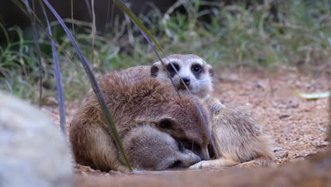 A-family-of-Meerkats-cuddling-together-on-the-ground,-one-looking-after-the-ones-sleeping---Close-up