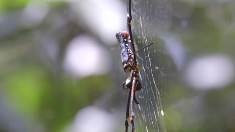 Golden-Orb-Web-Spider,-Die-An-Ihrem-Netz-Befestigt-Ist,-Das-Vom-Wind-In-Singapur-Geblasen-Wird---Nahaufnahmeaufnahme
