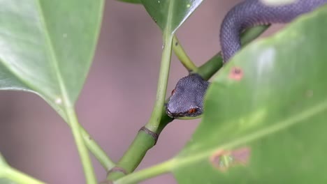 Venomous-Juvenile-Shore-Pit-Viper-hiding-behind-the-plant-leaves-found-in-Nature's-Park-in-Singapore---closeup-shot