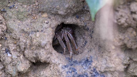 Tree-climbing-crab-entering-the-hole-of-mud-lobster-mound-in-a-mangrove-area-in-Singapore---dolly-shot