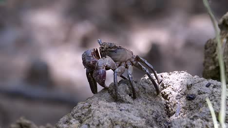 Close-Up-Of-A-Tree-Climbing-Crab-Resting-On-Mudflat-In-Singapore---Close-Up-Shot