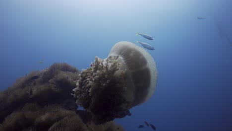 Rhizostome-Jellyfish-swimming-mid-water-at-dive-site-on-Koh-Tao,-Thailand