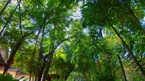 SLOW-MOTION-|-Tilt-up-through-palm-trees-on-gimbal