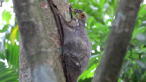 Colugo,-Known-Also-As-Flying-Lemur,-Gripping-On-The-Tree-With-Baby-Moving-Underneath-Its-Membrane-In-A-Small-Nature-Park-In-Singapore---Closeup-Shot