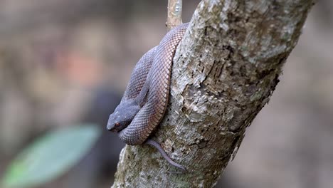 Venomous-Juvenile-Shore-Pit-Viper-or-Mangrove-Pit-Viper-resting-on-a-tree-branch-in-Nature's-Park-in-Singapore---zoom-in-shot