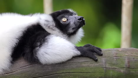 Schwarz-weißer-Gekräuselter-Lemur,-Der-Aufschaut,-Während-Er-Sich-Auf-Dem-Baumzweig-In-Singapur-Ausruht---Nahaufnahmeaufnahme