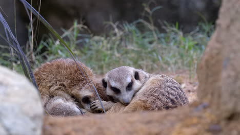 Meerkats-sleeping-together,-cuddling-on-the-ground-for-warmth-by-green-grass---Close-up