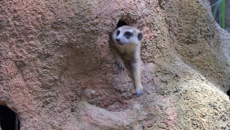 A-Meerkat-coming-out-of-it's-burrow-and-feeding-on-worms---Close-up