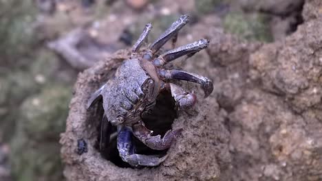 Tree-climbing-crab-moving-slowly-sliding-from-right-to-left-outside-the-hole-of-a-mud-lobster-mound-in-a-mangrove-area-in-Singapore---full-body-shot