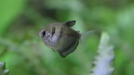 A-Lone-Black-Tetra-or-Gymnocorymbus-Ternetzi-Swims-In-The-Fish-Tank-With-Green-Vegetation-On-The-Background