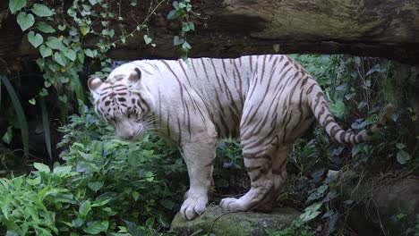 Ein-Weißer-Tiger,-Der-Im-Schatten-Eines-Baumes-Sprüht,-Um-Sein-Territorium-Zu-Markieren---Zeitlupe