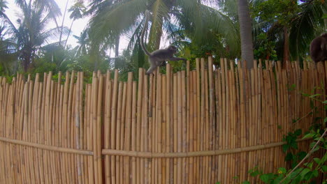 Zeitlupe-|-Ein-Affenbaby,-Das-In-Thailand-An-Einem-Bambuszaun-Entlang-Läuft