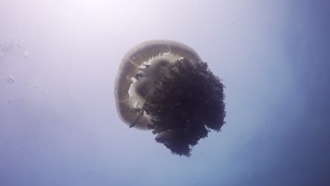 Rhizostome-Jellyfish-wide-shot-pointed-towards-surface-with-sun-silhouette-mid-water-at-dive-site-on-Koh-Tao,-Thailand