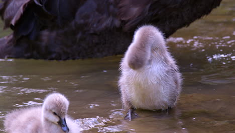A-beautiful-baby-black-swan,-a-cygnet-flapping-it's-tiny-wings---slow-motion