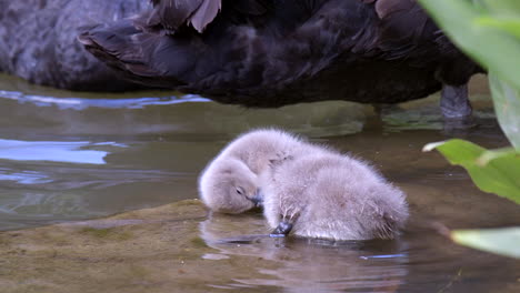 An-adorable,-cute-cygnet,-baby-black-swan-shaking-it's-head-and-preening---slow-motion