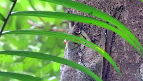 Fliegender-Lemur-Oder-Colugo,-Gesehen-Durch-Die-Grünen-Blätter-Einer-Pflanze,-Die-In-Einem-Kleinen-Naturpark-In-Singapur-An-Einem-Baumstamm-Greift---Linke-Pfanne,-Nahaufnahme