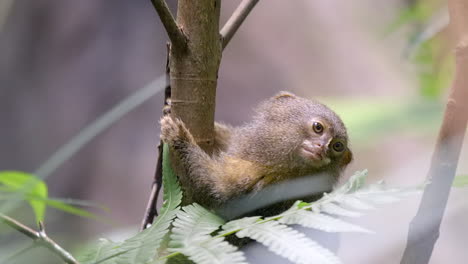 An-adorable-Pygmy-Marmoset,-smallest-monkey-in-the-world-clinging-to-a-small-tree-trunk---Slow-motion