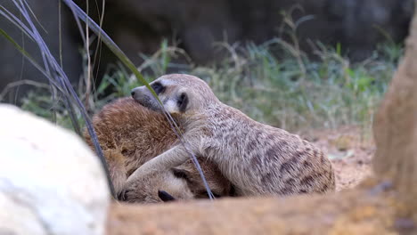 A-group-of-Meerkats-cuddled-together-on-the-ground-to-sleep---Close-up