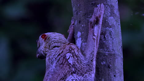 Colugo-Moving-Its-Head-While-Clinging-On-A-Tree-In-A-Small-Nature-Park-In-Singapore-At-Night---Closeup-Shot