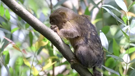 Side-View-Of-A-Pygmy-Marmoset-Slowly-Climbing-Up-On-A-Tree-Branch-In-Singapore---Closeup-Shot