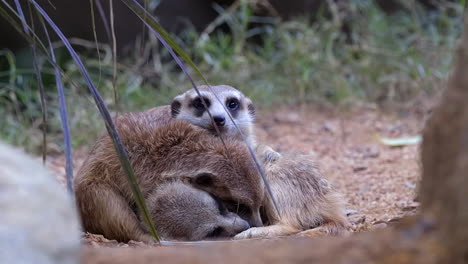 Meerkats-cuddling-together-on-the-ground-by-green-grass---Close-up