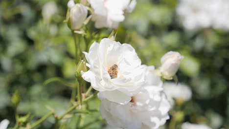 Bee-in-beautiful-white-rose,-up-close