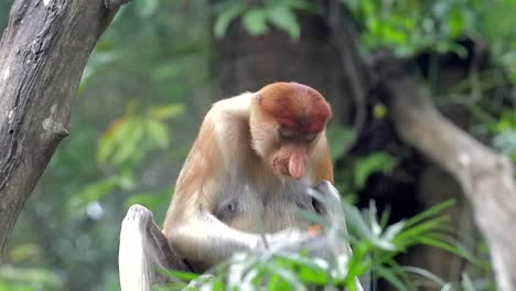 Female-Proboscis-Monkey-Feeding-On-The-Ground-Behind-The-Green-Leaves-In-Singapore---Front-View-Shot