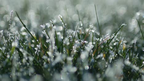 White-Frost-Covered-Green-Grass.-Video-Dolly-Shot