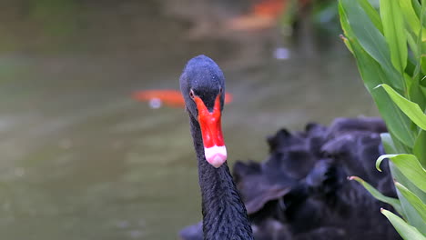 A-beautiful-black-swan-looking-at-it's-surroundings---slow-motion