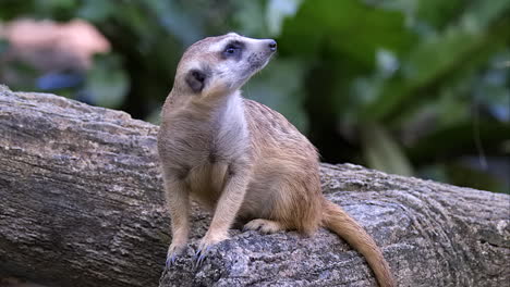 A-lone-Meerkat-sitting-on-a-tree-trunk-on-the-ground-and-looking-at-his-surroundings---Close-up