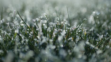 White-Frost-Covered-Green-Grass.-Static-Shot