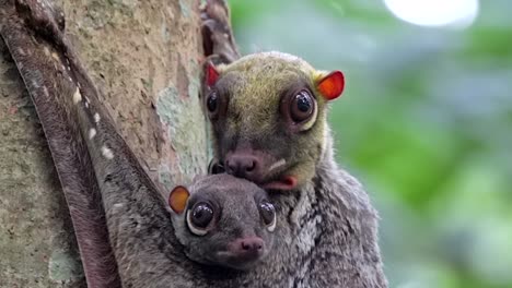 Colugo,-Or-Flying-Lemur,-Clinging-On-The-Tree-With-Its-Baby-In-A-Nature-Park-In-Singapore-On-A-Windy-Day---Closeup-Panning-Shot
