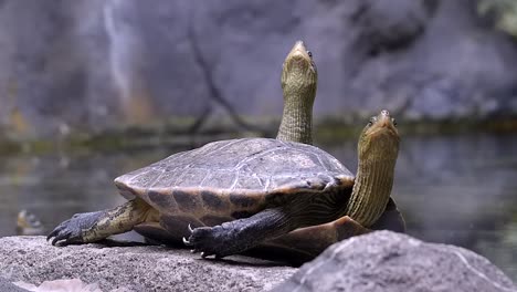Ein-Schildkrötenpaar,-Das-Neben-Dem-Teich-Auf-Dem-Boden-Ruht