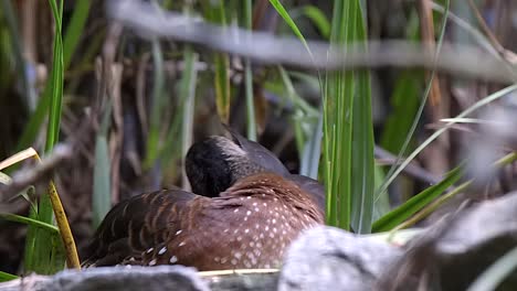 A-beautiful-brown-Whistling-Duck-hidden-in-the-grass,-preening---close-up