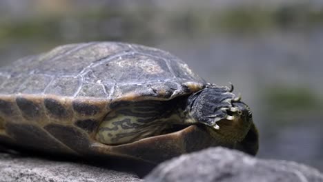 An-adorable-Chinese-Stripe-Turtle-lifting-it's-foot-to-scratch-it's-face---close-up