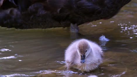An-adorable-cygnet,-baby-black-swan-stumbling-on-a-rock-by-the-lakeside-with-it's-mother-behind-it---slow-motion