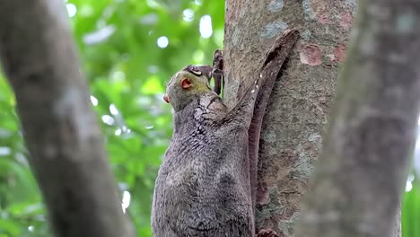 Colugo-or-flying-lemur-clinging-on-a-tree-trunk-found-in-Nature's-Park-in-Singapore---full-body-shot