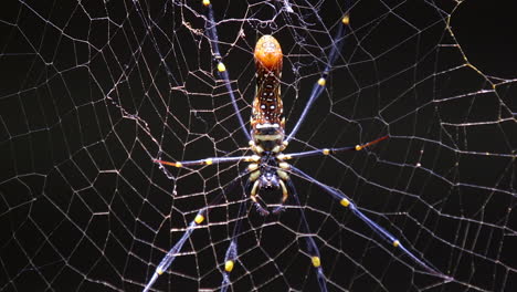 Golden-Orb-Web-Spider-Ruht-Auf-Seinem-Netz-In-Einem-Kleinen-Naturpark-In-Singapur-Mit-Schwarzem-Hintergrund---Nahaufnahme