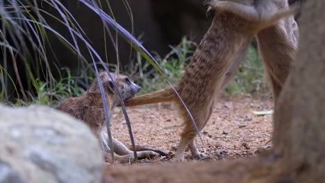 Meerkats-Jugando-Juntos-Y-Abrazándose-En-El-Suelo---Cámara-Lenta