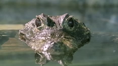 African-Dwarf-Crocodile-Emerge-From-The-River-Closing-And-Opening-Both-Eyes---Closeup-Shot