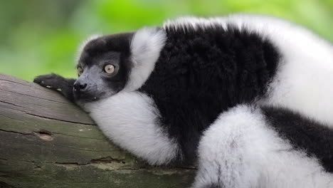 Black-And-White-Ruffed-Lemur-Resting-On-A-Tree-Branch-In-Singapore---Closeup-Shot