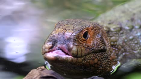 Caiman-lizard-injured-at-the-mouth-area