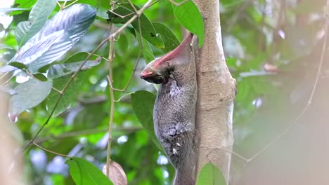Colugo-Oder-Fliegender-Lemur,-Der-Sich-An-Einem-Windigen-Tag-In-Einem-Kleinen-Naturpark-In-Singapur-An-Einem-Kleinen-Baumstamm-Mit-Seinem-Kopfbogen-Zurück-An-Seinen-Körper-Klammert---Ganzkörperaufnahme