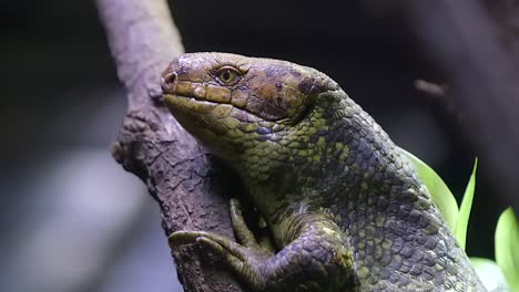 A-Monkey-tailed-Skink-Clinging-Onto-A-Tree-Branch-In-The-Zoo---Half-Body-Closeup-Shot