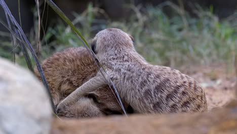 A-group-of-Meerkats-cuddle-together-for-body-warmth-before-sleeping-on-the-ground---Close-up