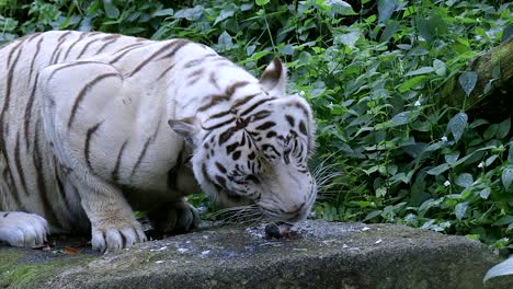 Ein-Hungriger-Weißer-Tiger,-Der-Fischkopf-Auf-Dem-Felsen-Im-Zoo-In-Zeitlupe-Isst---Nahaufnahme