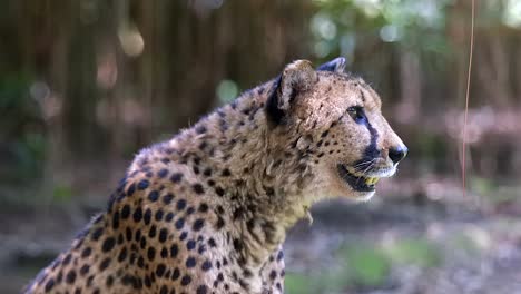 A-beautiful-Cheetah-scanning-the-environment-and-calling-out---close-up