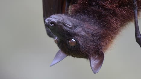 Upside-Down-View-Of-A-Malayan-Flying-Fox-White-Blurred-Background---Closeup-Shot